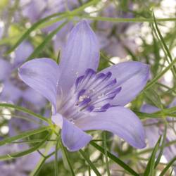 Nigella hell blau Bucharia 70cm