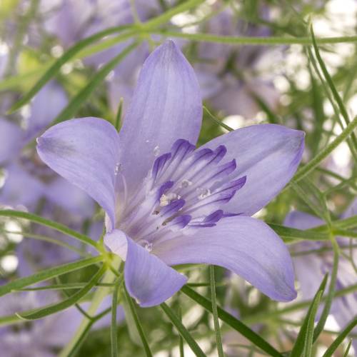 Nigella hell blau Bucharia 70cm