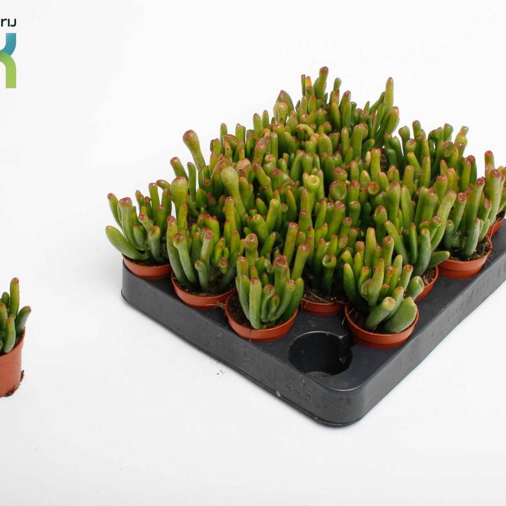 Crassula Horn Tree T05,5 H010