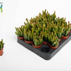 Crassula Horn Tree T05,5 H010