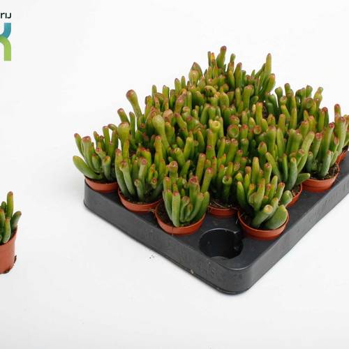 Crassula Horn Tree T05,5 H010