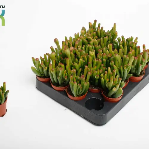 Crassula Horn Tree T05,5 H010