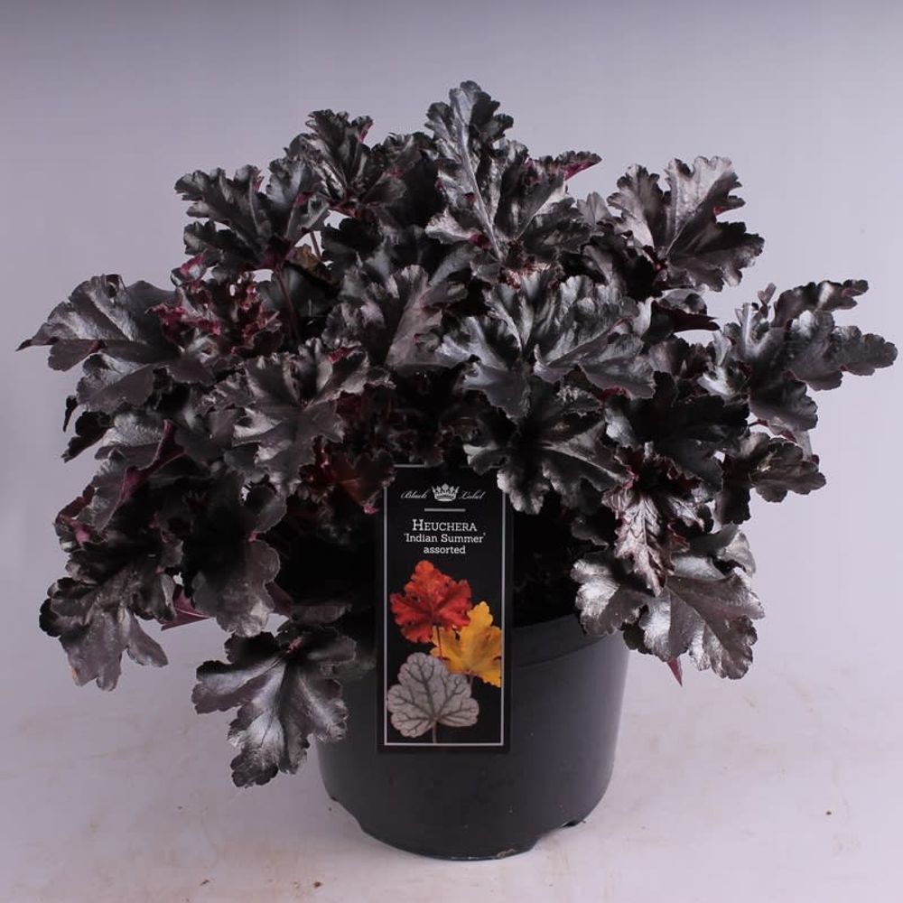 Heuchera Black T26 H50