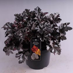 Heuchera Black T26 H50