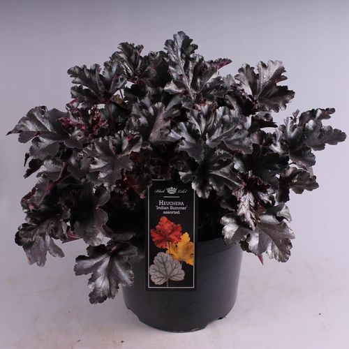 Heuchera Black T26 H50