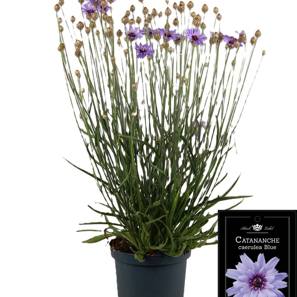 Catananche lila Caerulea T19 H055