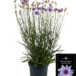 Catananche lila Caerulea T19 H055