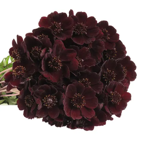 Cosmos Black Beauty