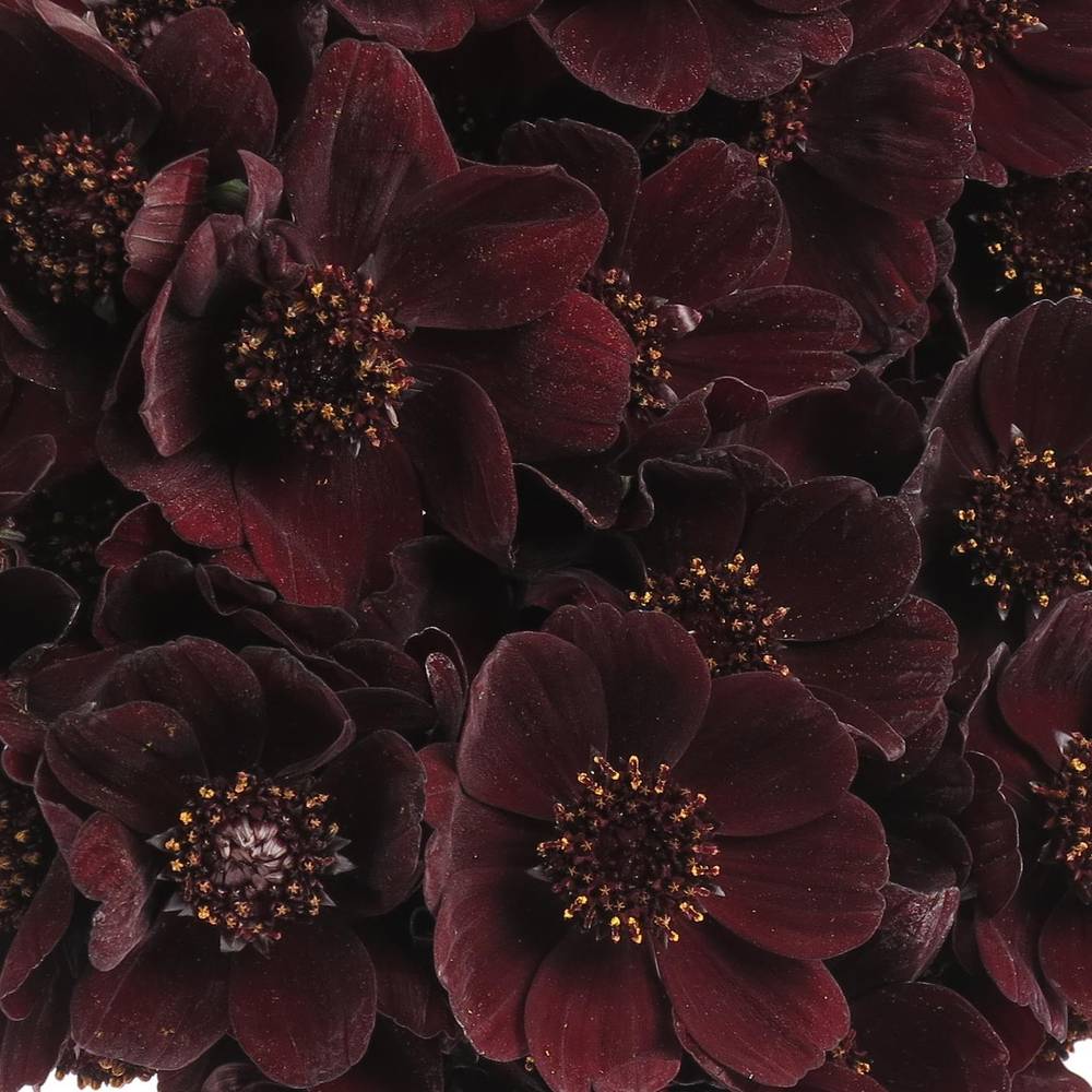 Cosmos Black Beauty