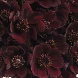 Cosmos Black Beauty