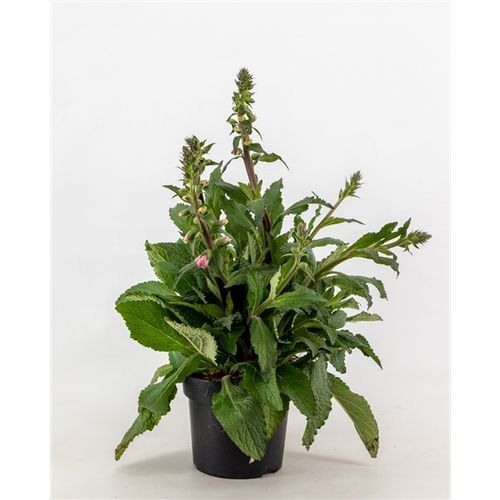 Digitalis pink T17 H050