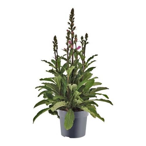 Digitalis lila Pink T17 H050
