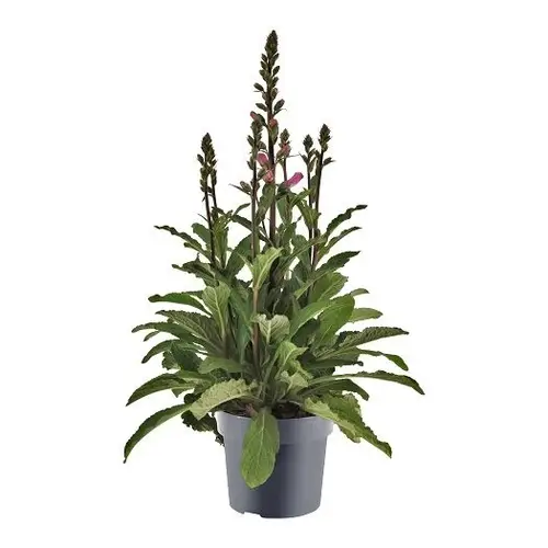 Digitalis lila Pink T17 H050