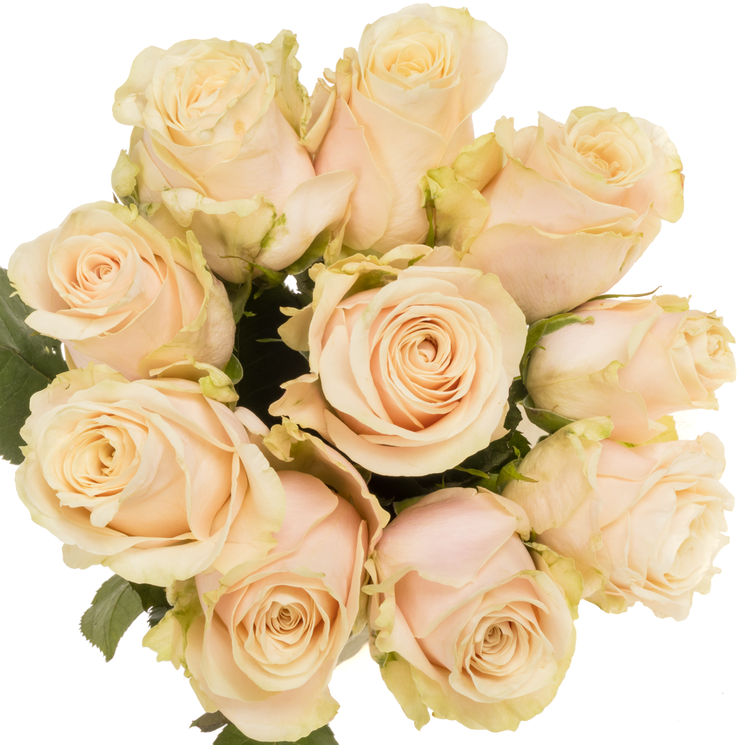 Rose apricot Roxanne 40cm