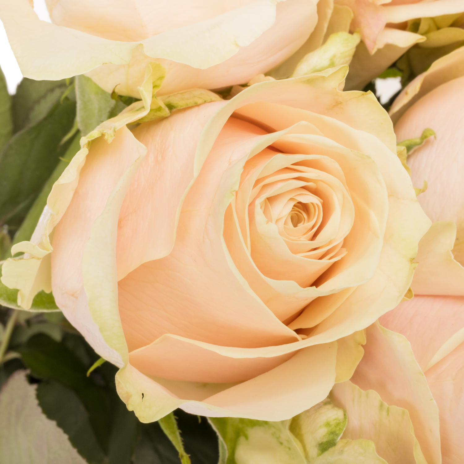 Rose apricot Roxanne 40cm