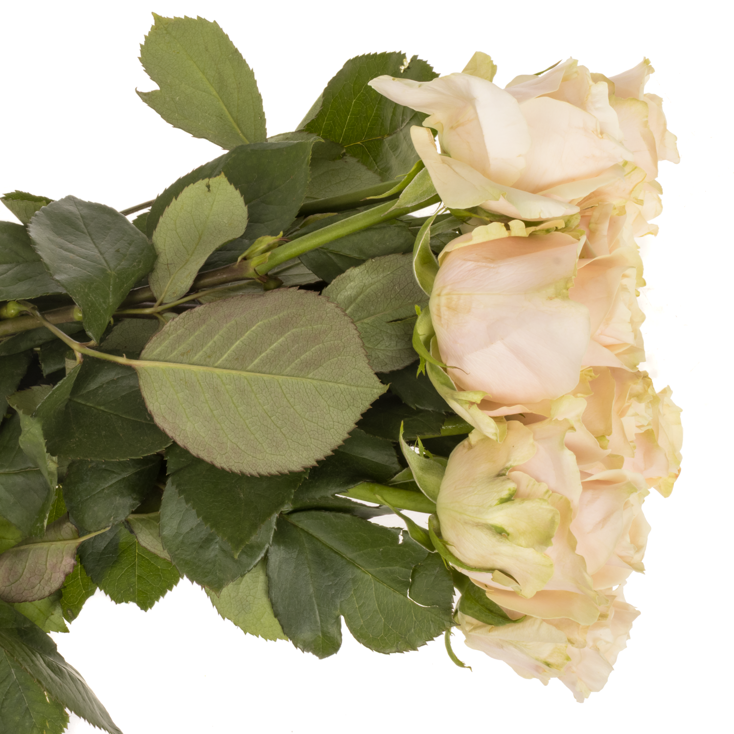 Rose apricot Roxanne 40cm