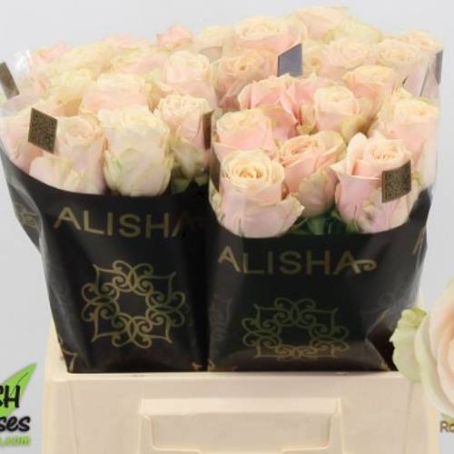 Rose apricot Roxanne 40cm