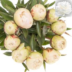 Pfingstrose creme gefüllt Bowl X10 60cm