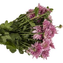 Chrys.Freil.Tros dunkel lila Gompie Purper 55cm