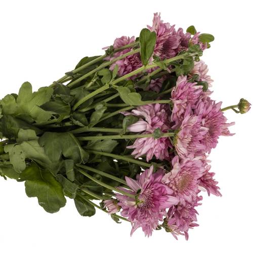 Chrys.Freil.Tros dunkel lila Gompie Purper 55cm