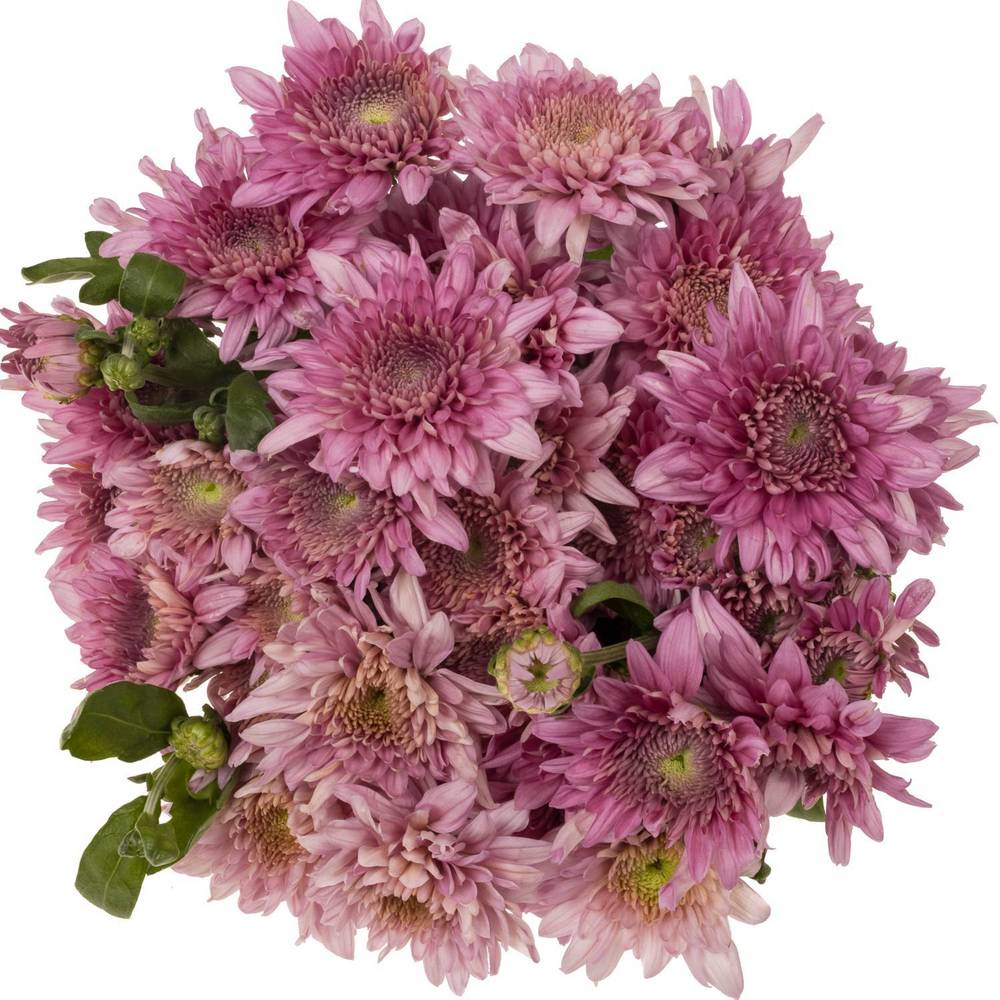 Chrys.Freil.Tros dunkel lila Gompie Purper 55cm