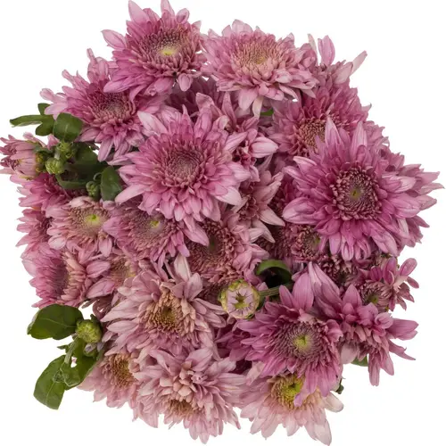 Chrys.Freil.Tros dunkel lila Gompie Purper 55cm