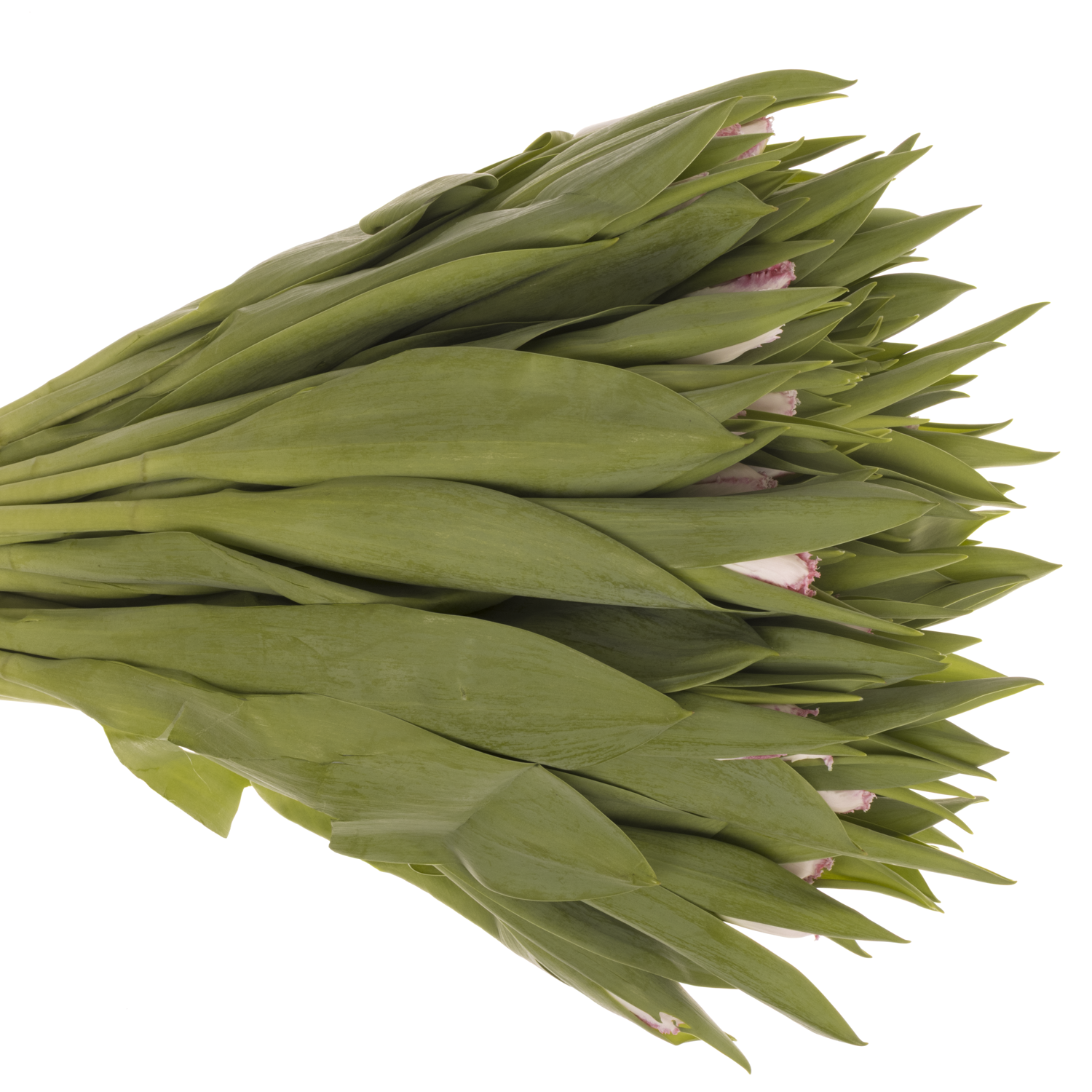 Tulpe rosa gezackt Neglige 36 Gramm