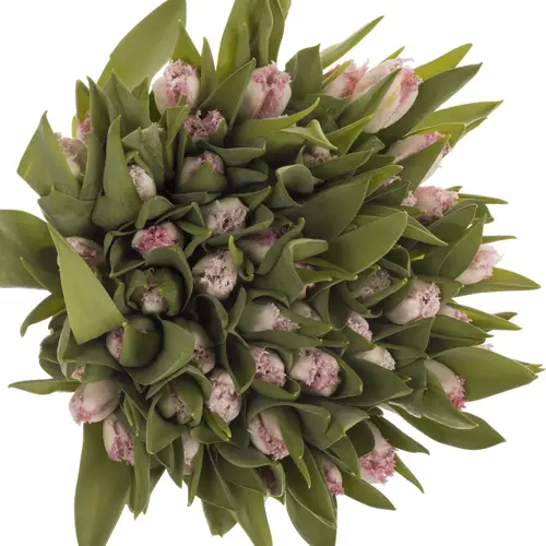 Tulpe rosa gezackt Neglige 36 Gramm