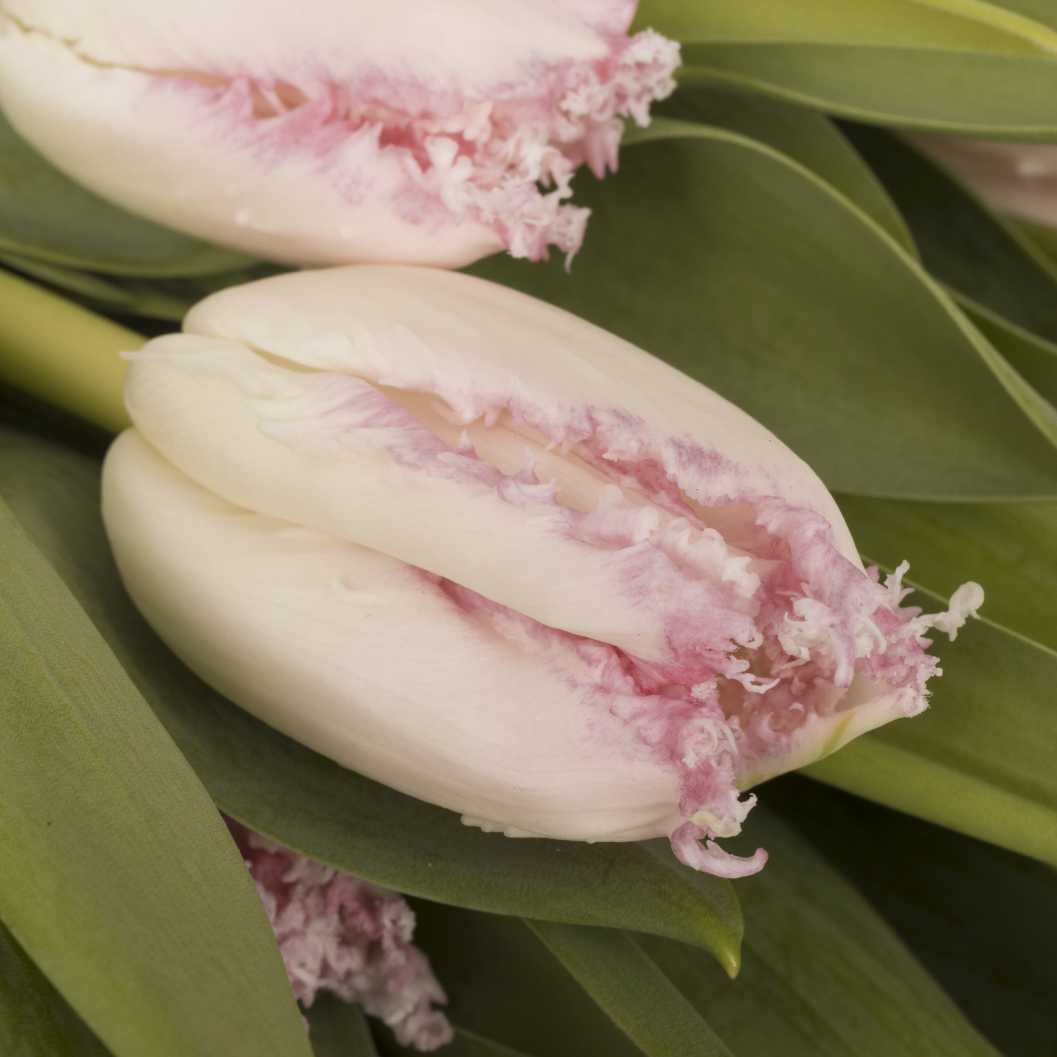 Tulpe rosa gezackt Neglige 36 Gramm