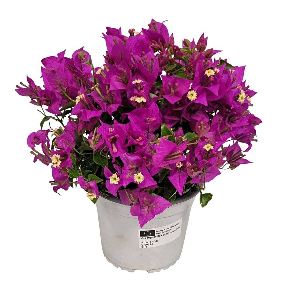 Bougainvillea lila Sanderiana Strauch T15 H035
