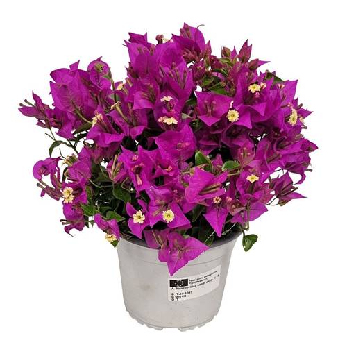 Bougainvillea lila Sanderiana Strauch T15 H035