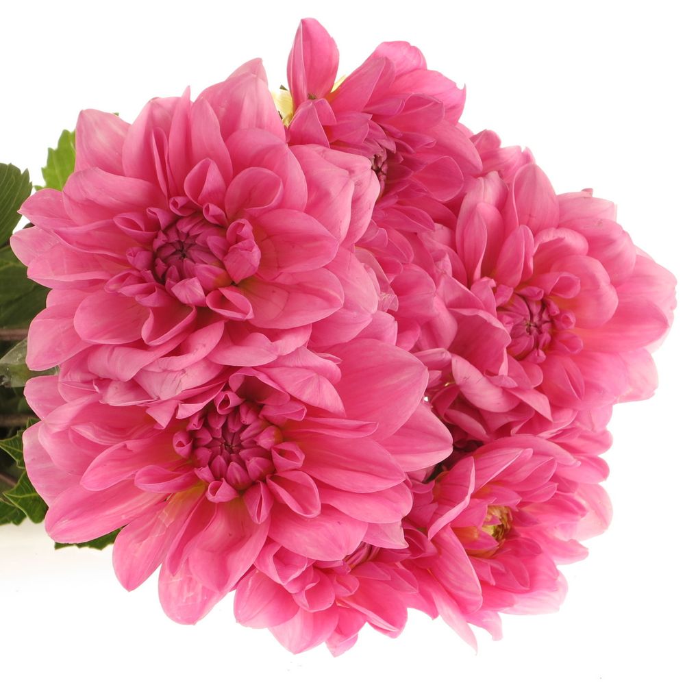 Dahlia pink Onesta 60cm