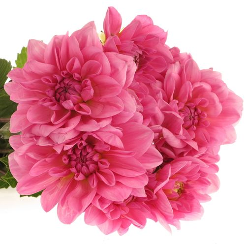 Dahlia pink Onesta 60cm