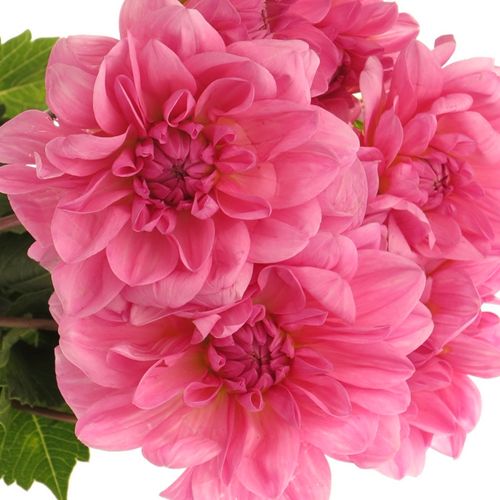Dahlia pink Onesta 60cm