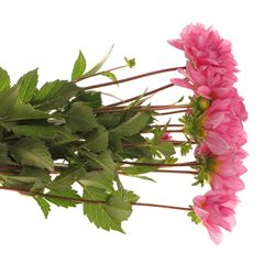 Dahlia pink Onesta 60cm