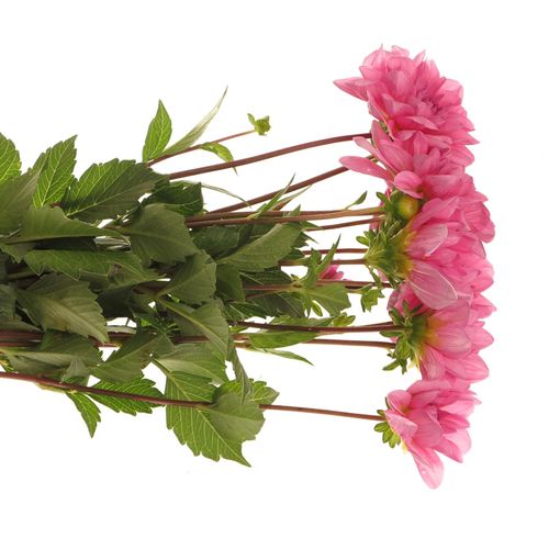 Dahlia pink Onesta 60cm