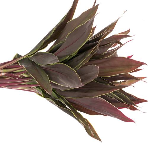 Cordyline rot/grün Top Cappuchino 60cm