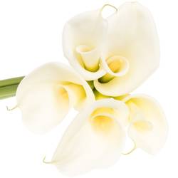 Calla weiss Colombe grossblütig 100cm (Calla ) | Heyl ...