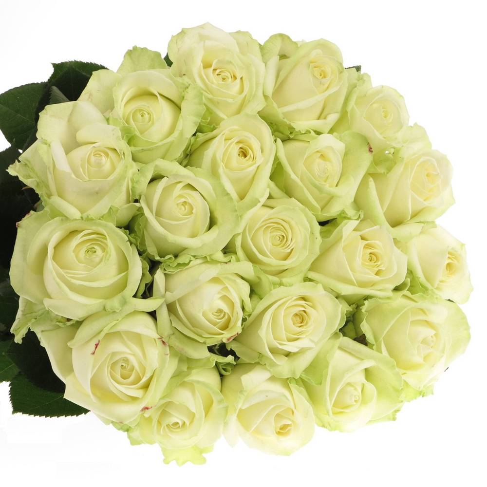 Rose creme/weiss Avalanche (Meijer) 100cm