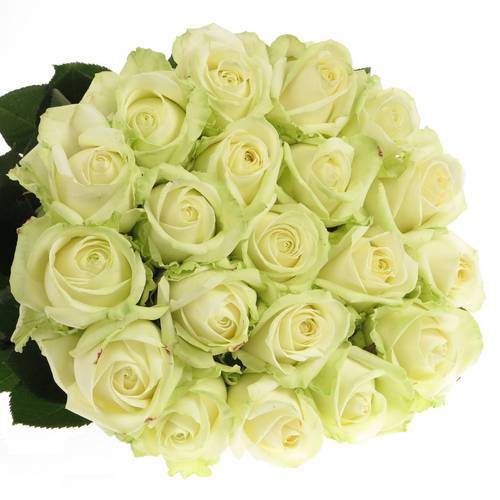 Rose creme/weiss Avalanche (Meijer) 100cm