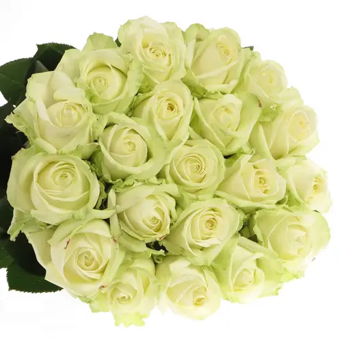 Rose creme/weiss Avalanche (Meijer) 100cm