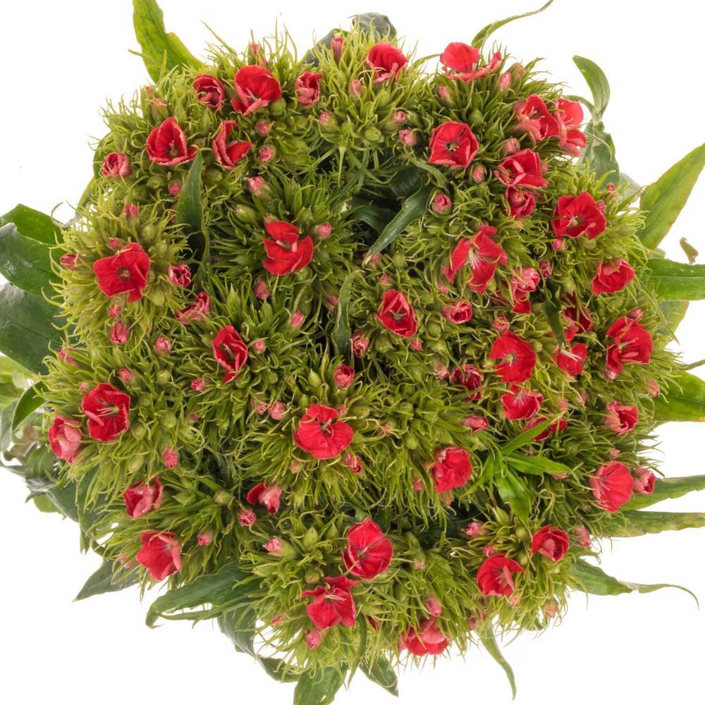Bartnelke rot Scharlaken 50cm