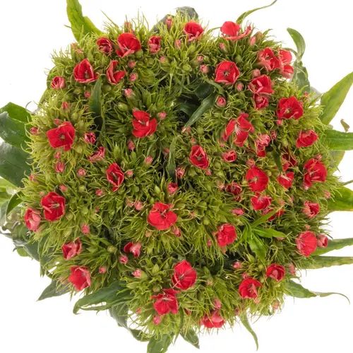 Bartnelke rot Scharlaken 50cm