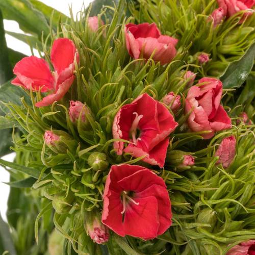 Bartnelke rot Scharlaken 50cm