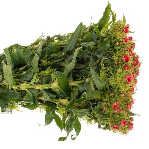 Bartnelke rot Scharlaken 50cm