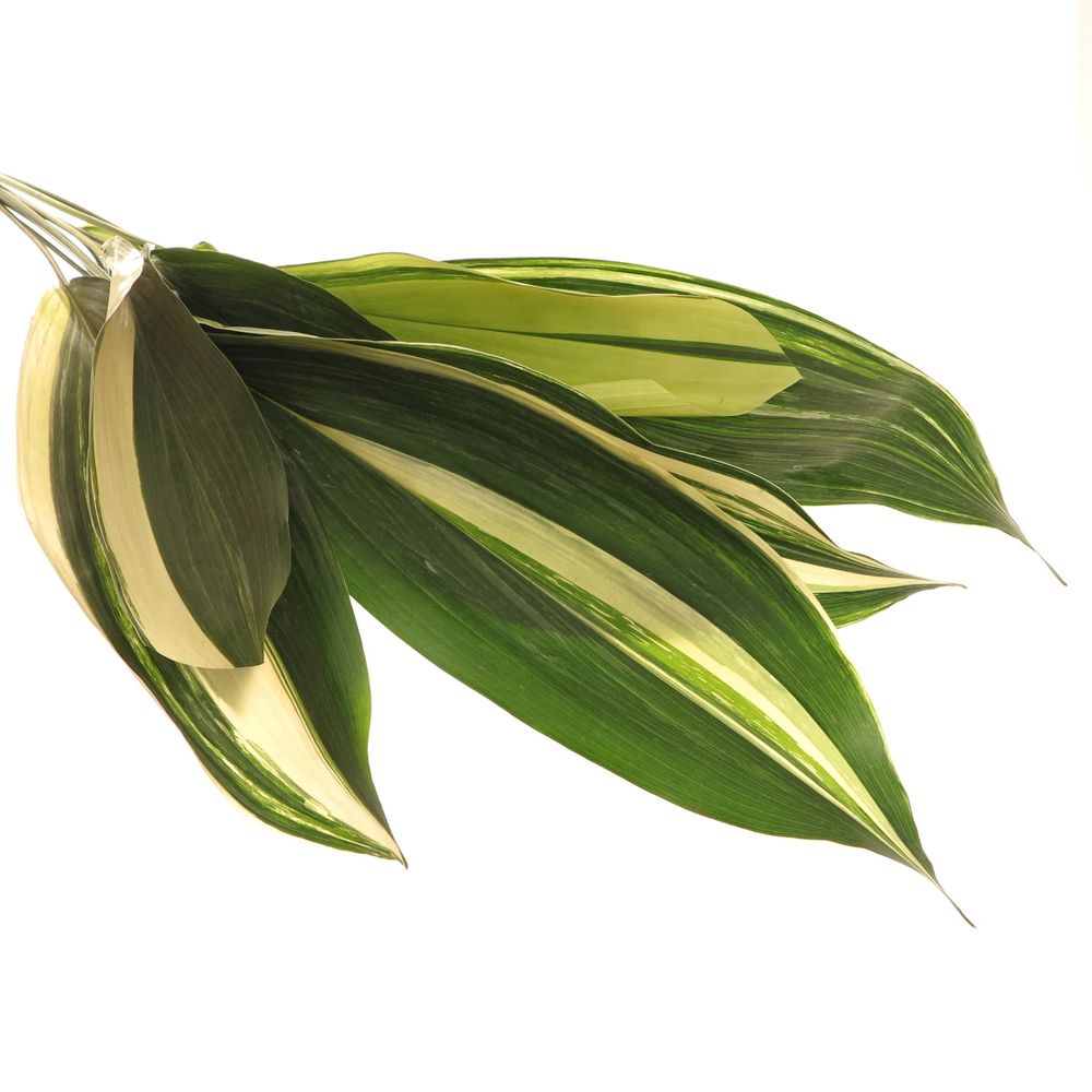 Aspidistra Blatt grün/creme 60cm