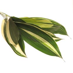 Aspidistra Blatt grün/creme 60cm