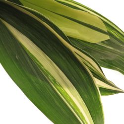 Aspidistra Blatt grün/creme 60cm