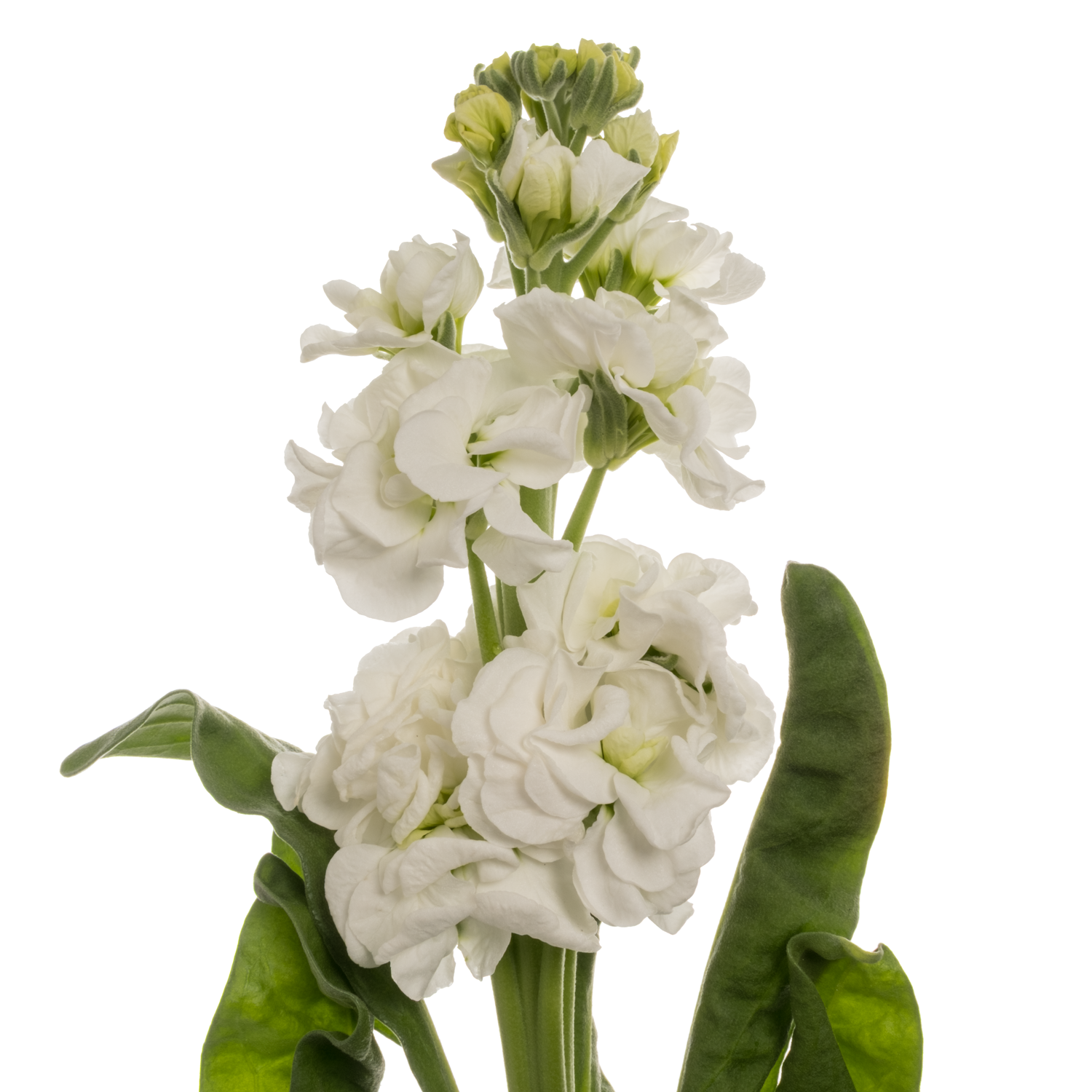 Levkoje weiss StoX White 60cm