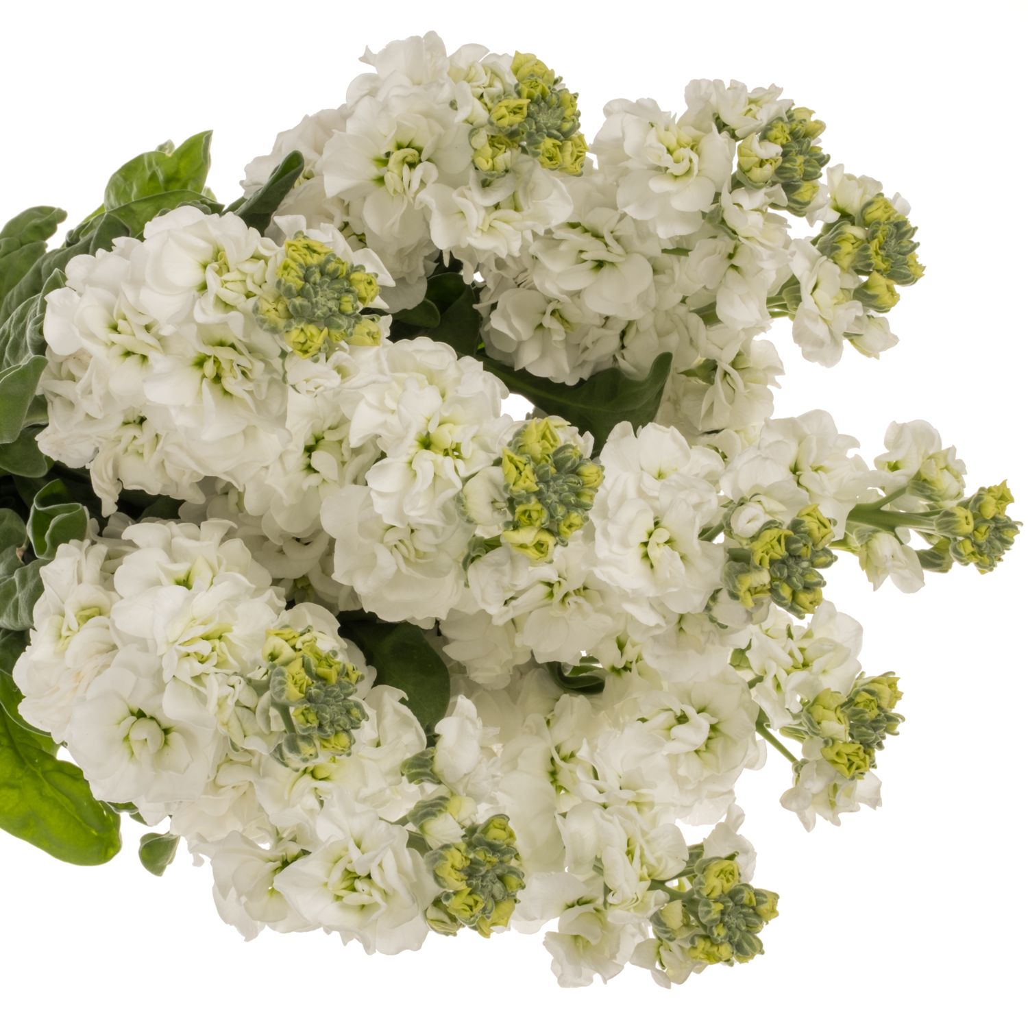 Levkoje weiss StoX White 60cm